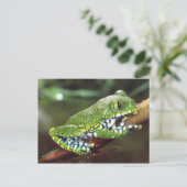 Carte Postale Big Eye Treefrog, Leptopelis vermiculatus, (Debout devant)
