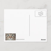 Carte postale Big Eyes Tabby Chat Kitten (Dos)