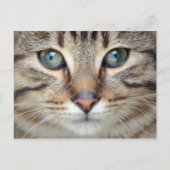 Carte postale Big Eyes Tabby Chat Kitten (Devant)