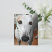 Carte Postale Big Face Greyhound (Debout devant)