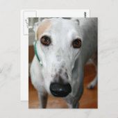 Carte Postale Big Face Greyhound (Devant / Derrière)