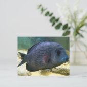Carte postale Big Fish (Debout devant)