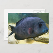 Carte postale Big Fish (Devant / Derrière)