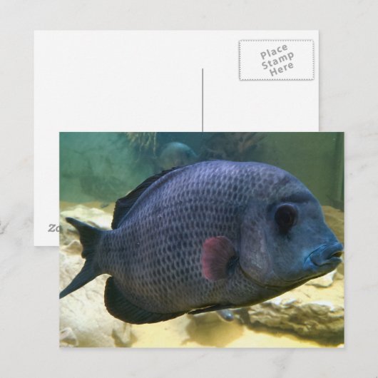 Carte postale Big Fish (Devant / Derrière)