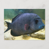 Carte postale Big Fish (Devant)