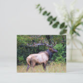 Carte Postale Big Game Hunter - Bull Elk - (Debout devant)