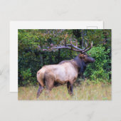 Carte Postale Big Game Hunter - Bull Elk - (Devant / Derrière)