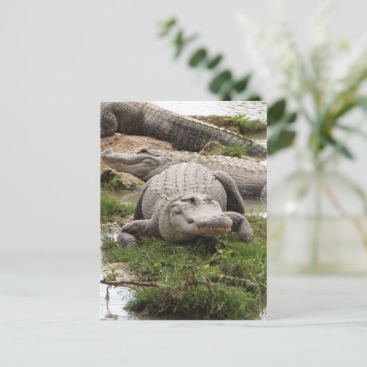 Carte Postale Big Gator (Debout devant)