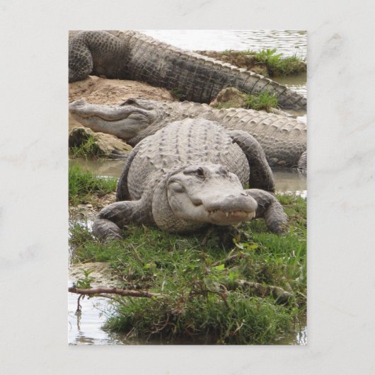 Carte Postale Big Gator (Devant)