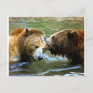Carte Postale Big Grizzly Bear Kiss