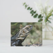 Carte postale : Big Lizard (Debout devant)