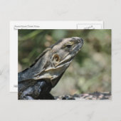 Carte postale : Big Lizard (Devant / Derrière)