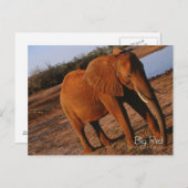 Carte Postale Big Red (Devant / Derrière)