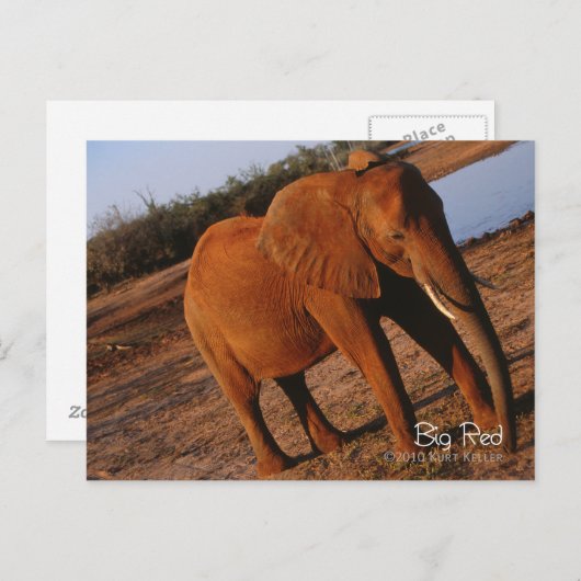 Carte Postale Big Red (Devant / Derrière)