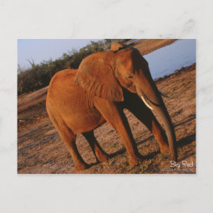 Carte postale Big Red Elephant