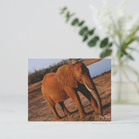Carte postale Big Red Elephant (Debout devant)