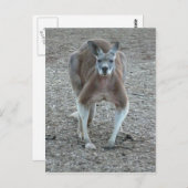 Carte Postale Big Red Kangaroo (Devant / Derrière)