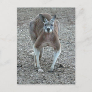 Carte Postale Big Red Kangaroo