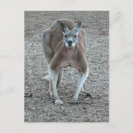 Carte Postale Big Red Kangaroo (Devant)