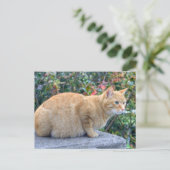 Carte Postale Big Red Tabby (Debout devant)