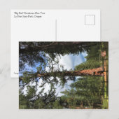 Carte Postale Big Red Tree, La Pine, Oregon (Devant / Derrière)
