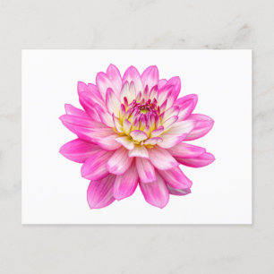 Carte Postale Big Rose Dahlia