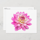 Carte Postale Big Rose Dahlia (Devant / Derrière)