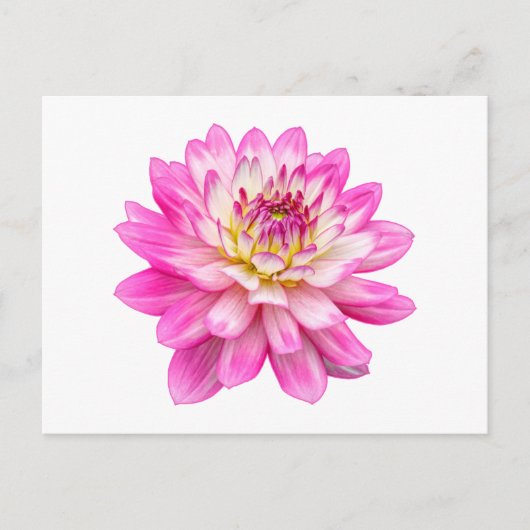 Carte Postale Big Rose Dahlia (Devant)