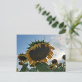 Carte postale Big Sunflower (Debout devant)