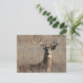 Carte Postale Big Trophée Buck Deer en haute herbe (Debout devant)