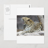 Carte Postale Big Yawn (Devant / Derrière)