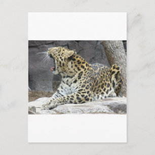 Carte Postale Big Yawn