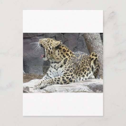 Carte Postale Big Yawn (Devant)