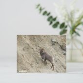 Carte Postale Bighorn brebis sur une colline (Debout devant)