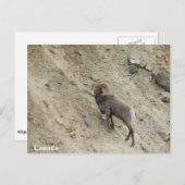 Carte Postale Bighorn brebis sur une colline (Devant / Derrière)