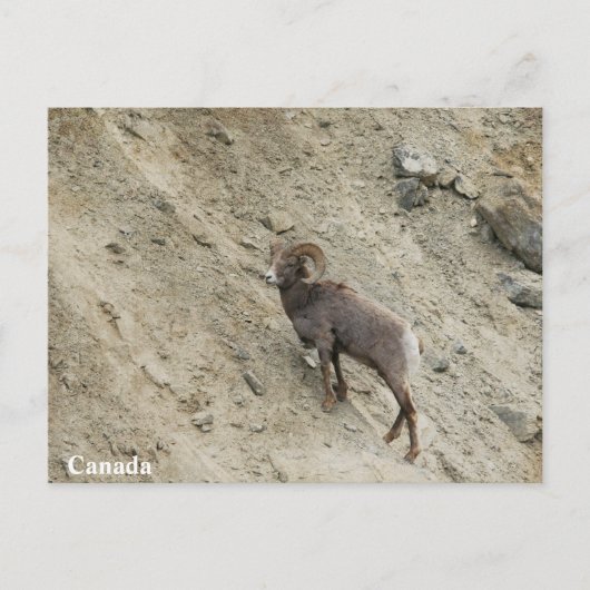 Carte Postale Bighorn brebis sur une colline (Devant)
