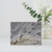 Carte Postale Bighorn Mountain Sheep (Debout devant)