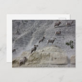 Carte Postale Bighorn Mountain Sheep (Devant / Derrière)