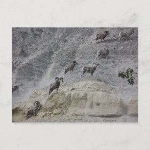 Carte Postale Bighorn Mountain Sheep