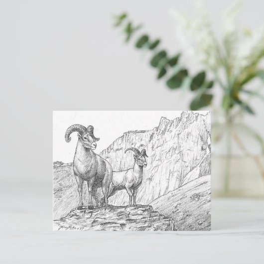 Carte postale Bighorn Sheep (Debout devant)