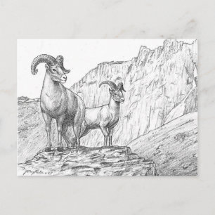 Carte postale Bighorn Sheep