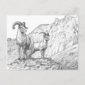 Carte postale Bighorn Sheep (Devant)