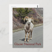 Carte Postale Bighorn Sheep (Devant / Derrière)