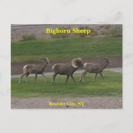 Carte Postale Bighorn Sheep (Devant)