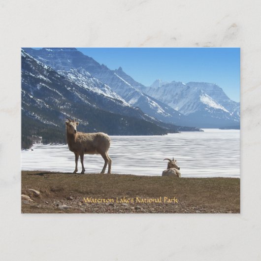 Carte Postale Bighorn Sheep (Devant)