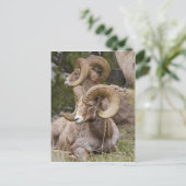 Carte Postale Bighorn Sheep (Debout devant)