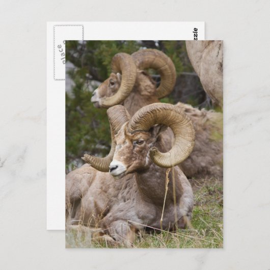 Carte Postale Bighorn Sheep (Devant / Derrière)