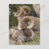 Carte Postale Bighorn Sheep (Devant)