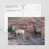 Carte Postale Bighorn Sheep (Devant / Derrière)