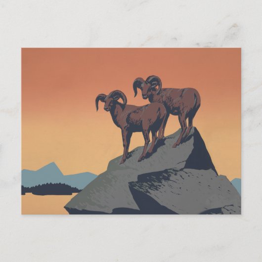 Carte Postale Bighorn Sheep American West Wildlife (Devant)